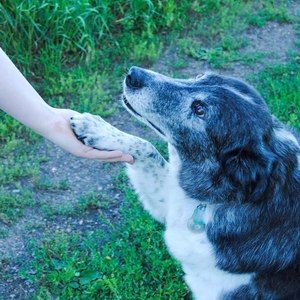 Meet your Posher, Eva